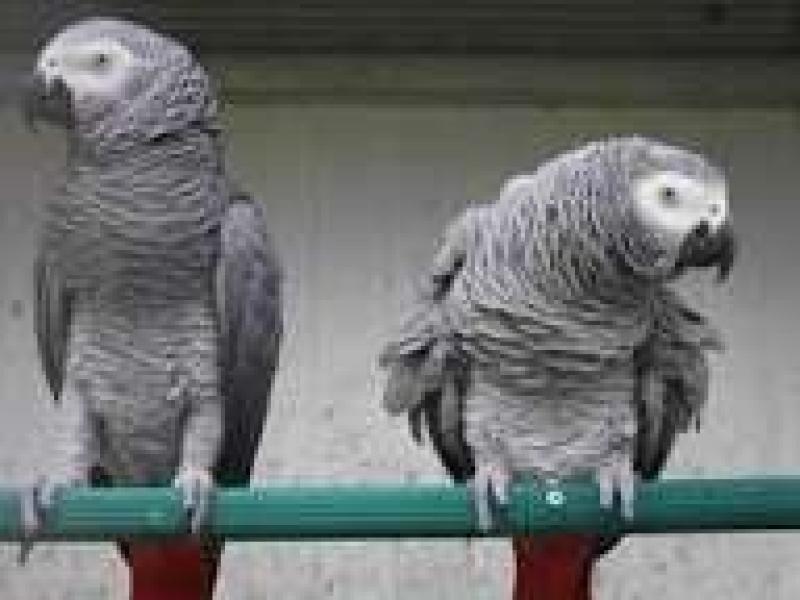 Image d'illustration 